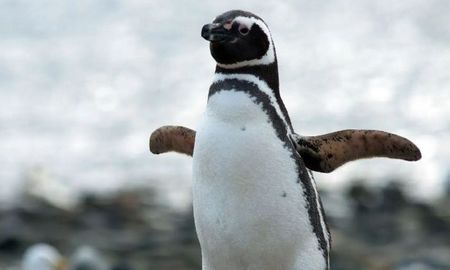 La transmisión permite estudiar aves marinas sin intervención humana directa. La transmisión permite estudiar aves marinas sin intervención humana directa.