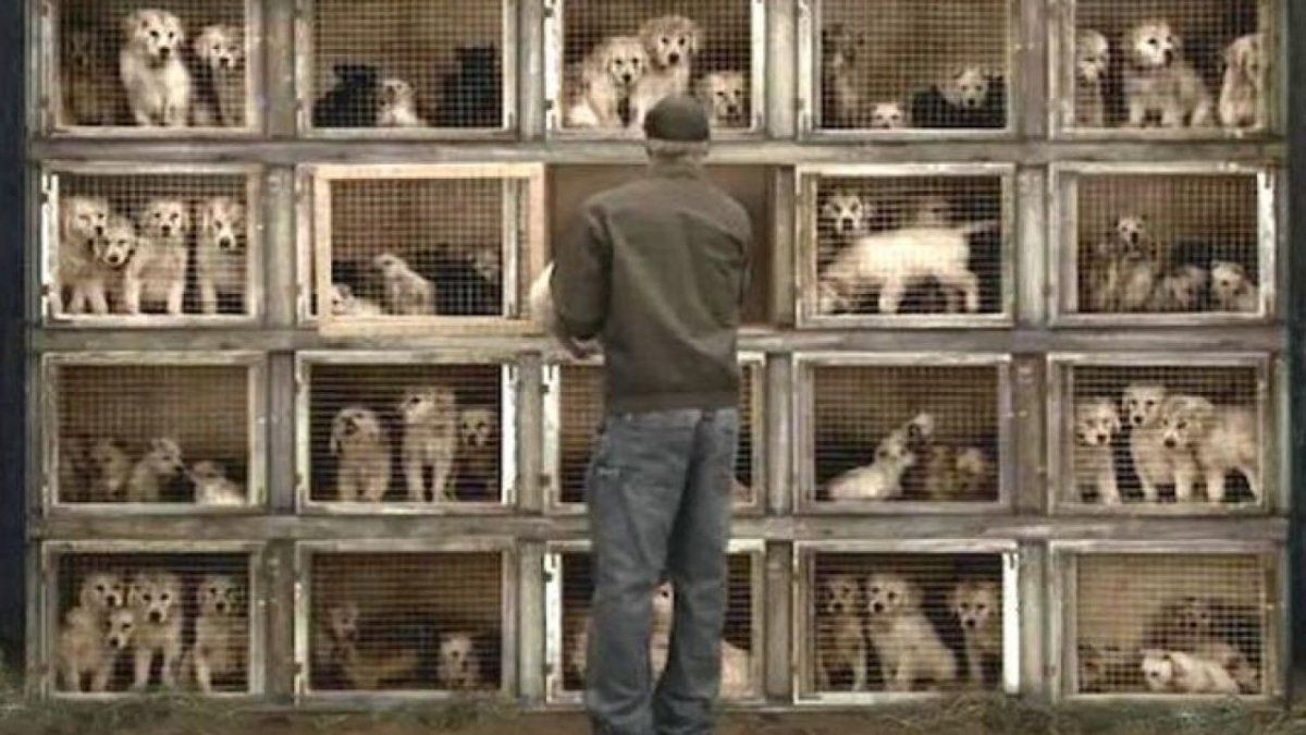 Detuvieron a un veterinario y a un criador por cortarles la cuerdas vocales a 10 perros&nbsp;- España