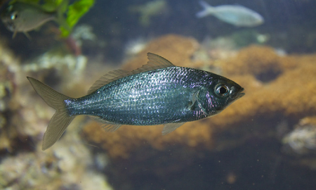 Un hombre pescó una mojarra mutante en Salta Un hombre pescó una mojarra mutante en Salta