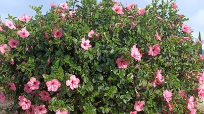 Tres plantas que florecen mejor con abonos caseros y qué tipo usar