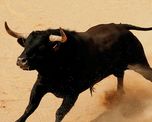 un toro salto a la tribuna, dejo 17 heridos y lo ejecutaron