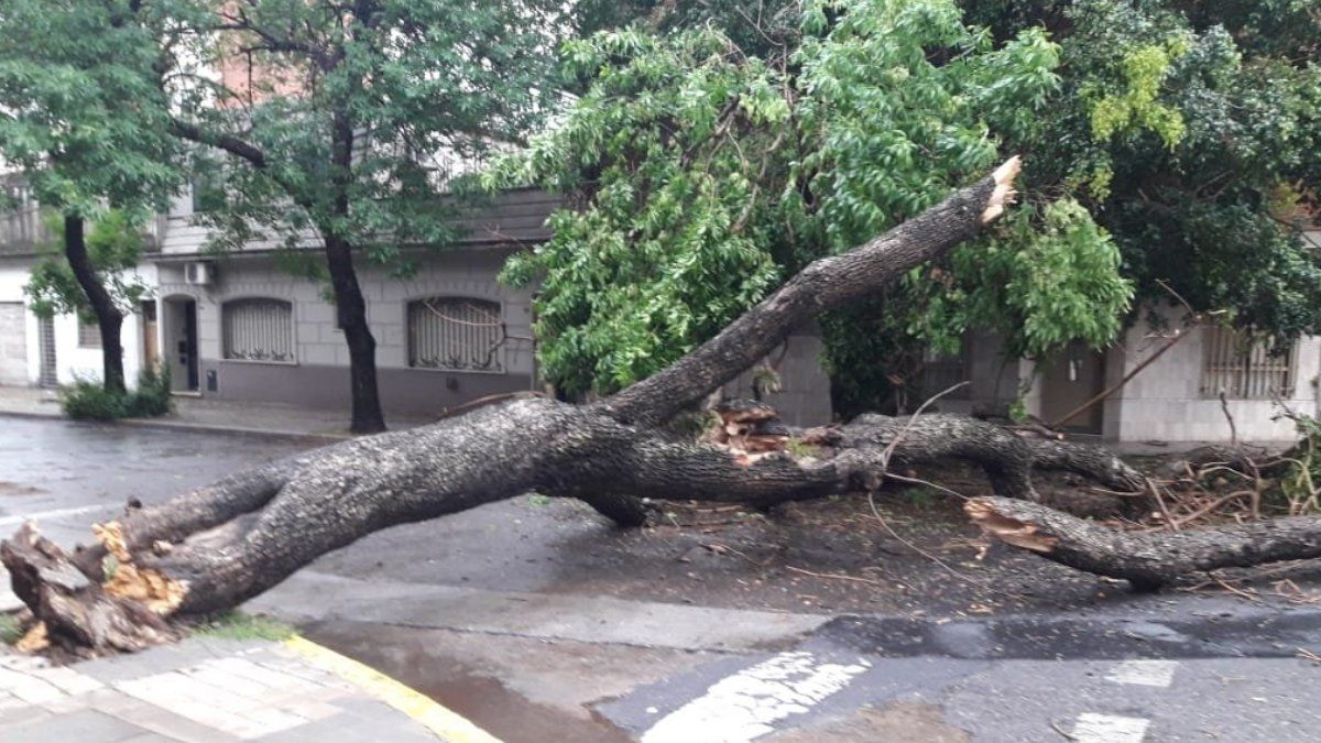 Más de 400 árboles caídos y techos volados por temporal de viento en Rosario. Foto: Télam&nbsp;