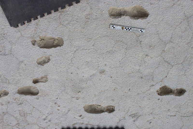 Foto: Amy Bond, Thomas Fleischman / Cornell University