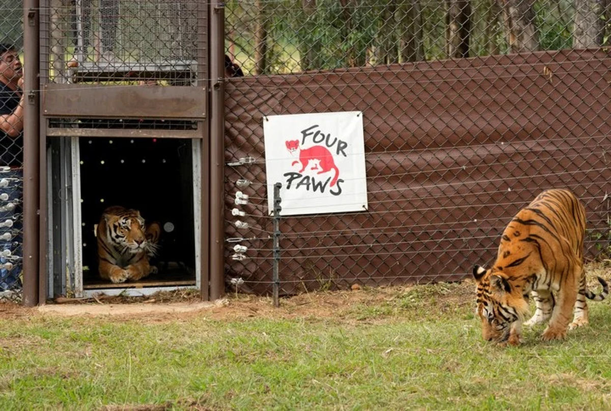 Tras un viaje de m&aacute;s de 70 horas desde Argentina, los tigres salieron de sus jaulas a recintos al aire libre en el Santuario Lionsrock de Grandes Felinos en&nbsp;Sud&aacute;frica (AP).