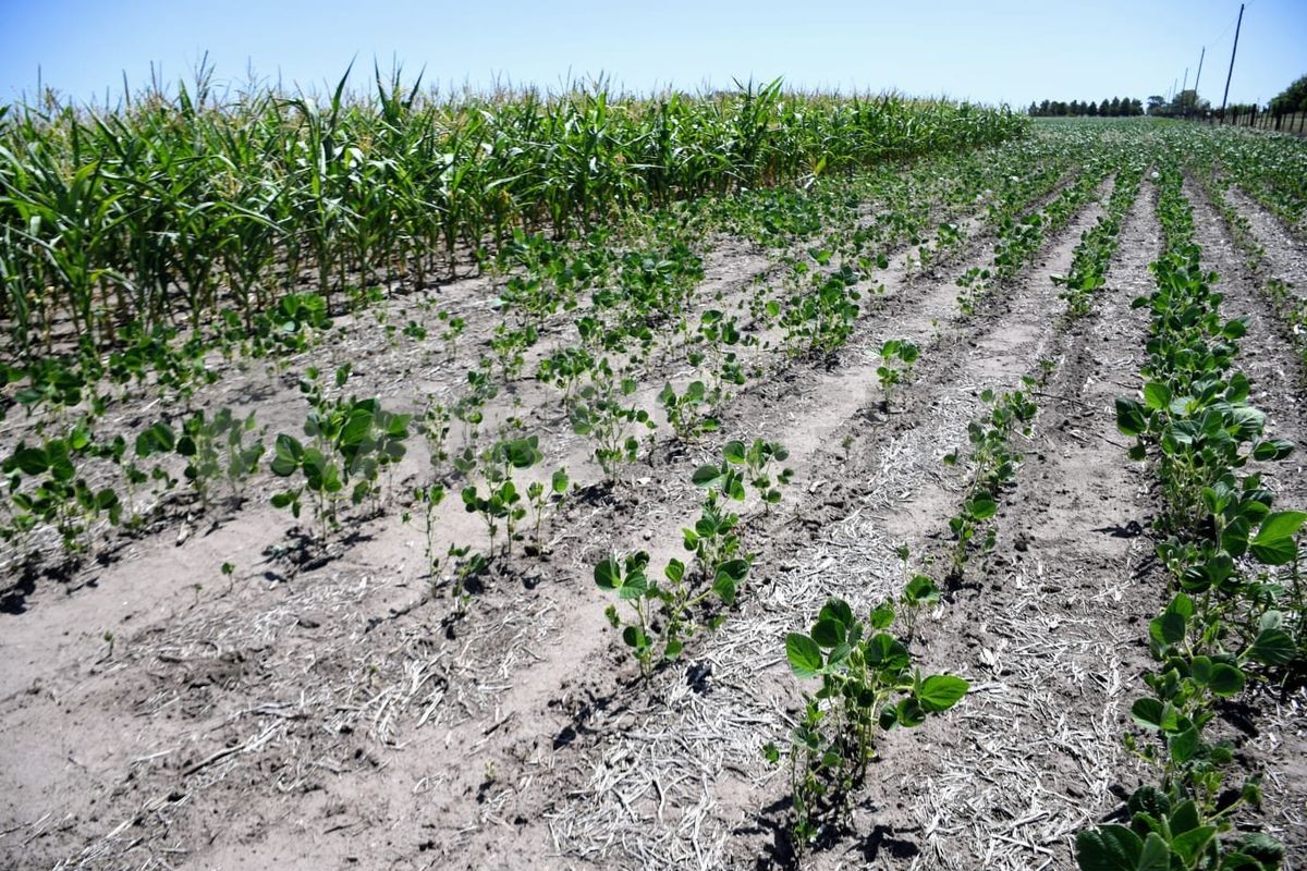 La prolongada sequía afecta a los 19 departamentos de Santa Fe y provoca pérdidas millonarias en el sector agropecuario.