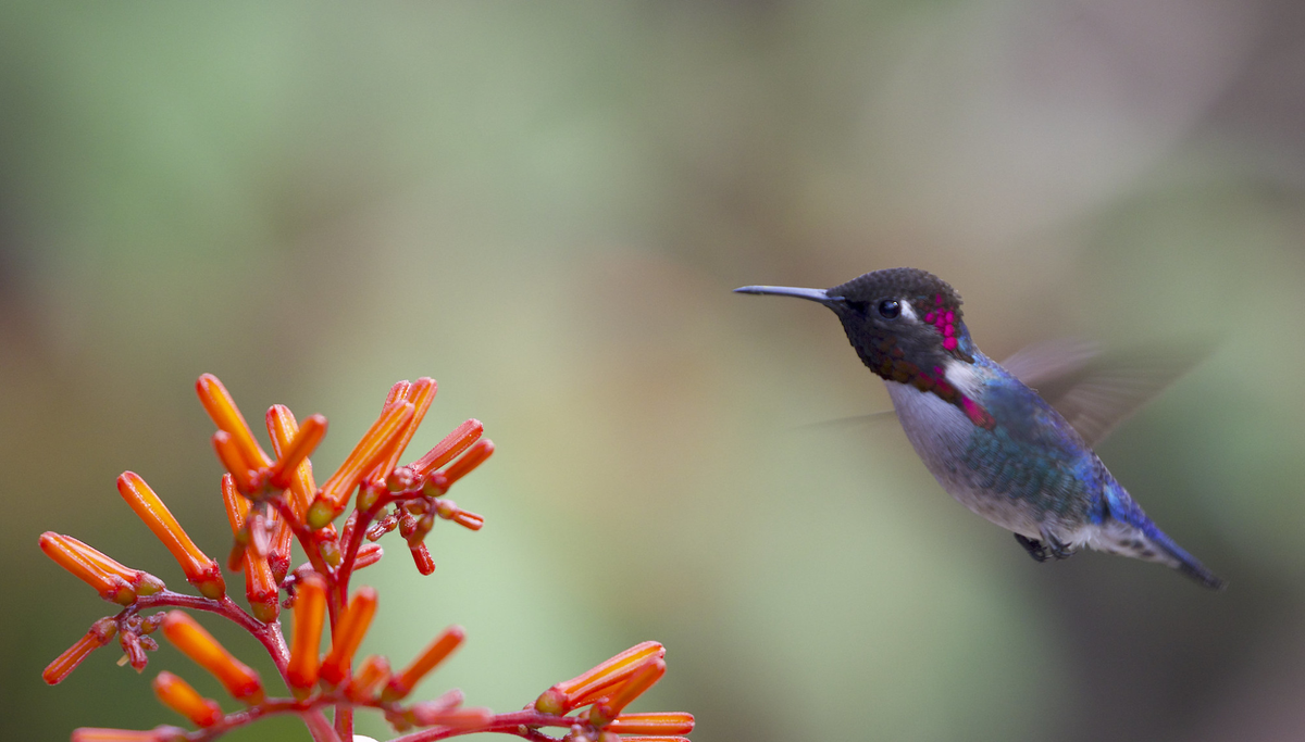 Cómo atraer colibríes a tu hogar