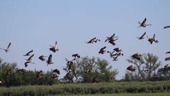 Global Big Day en el Parque Nacional Islas de Santa Fe: una oportunidad única para ver aves