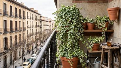 La planta colgante que resiste el frío y queda perfecta en balcones