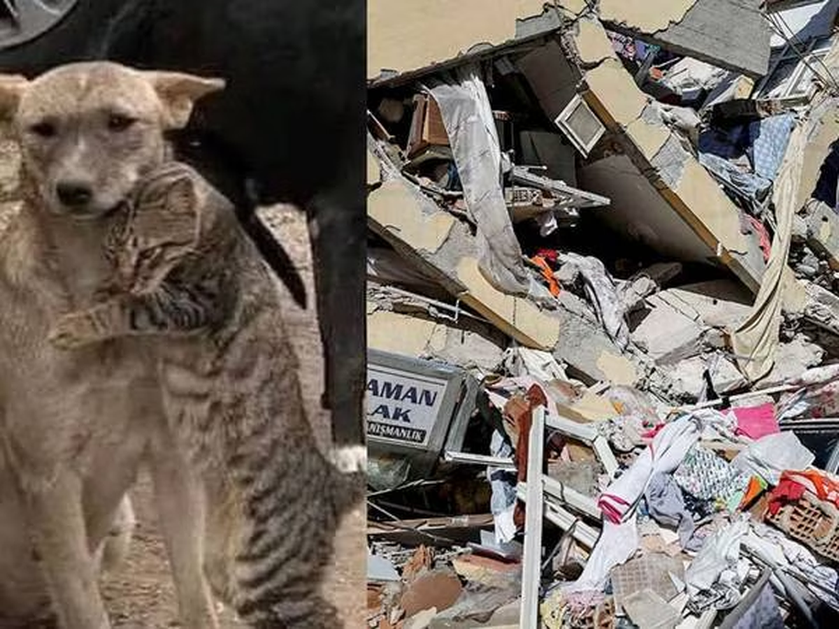 Conmovedor: un gato y un perro se abrazan entre los escombros del terremoto de Turquía