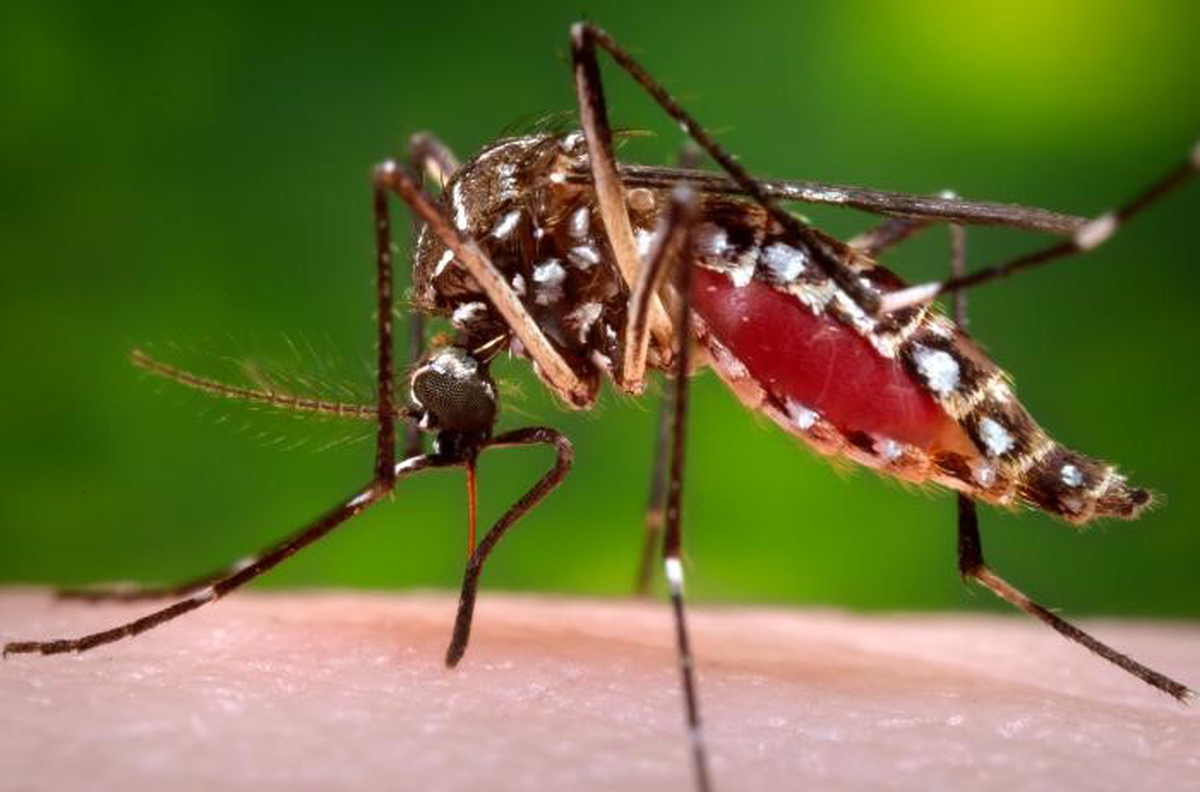 El dengue es una enfermedad viral transmitida por la picadura del mosquito aedes egypti.