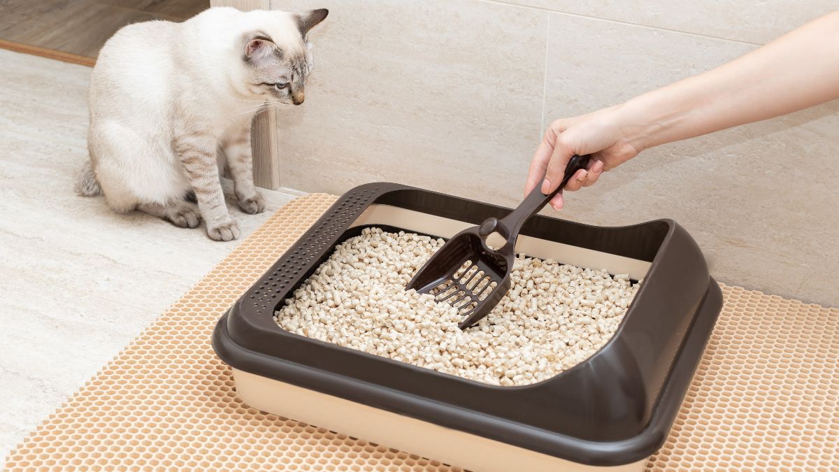 Descubrí los mejores lugares para colocar el arenero de los gatos y cuántos necesita tu felino.