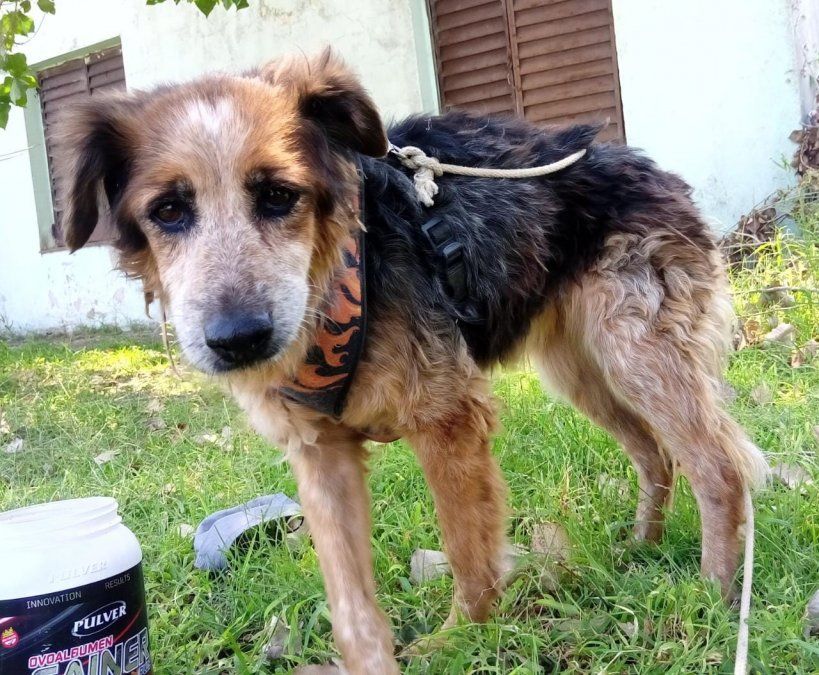 "De a poco va entrando en confianza, pero los dos primeros días que estuvo en casa no paraba de llorar y se quedaba parada, ni siquiera se animaba a acostarse a dormir", contó la joven que salvó a la perrita en el Túnel Subfluvial y compartió una imagen de su estado actual.