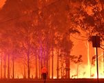 mas de 480 millones de animales murieron por los incendios en australia