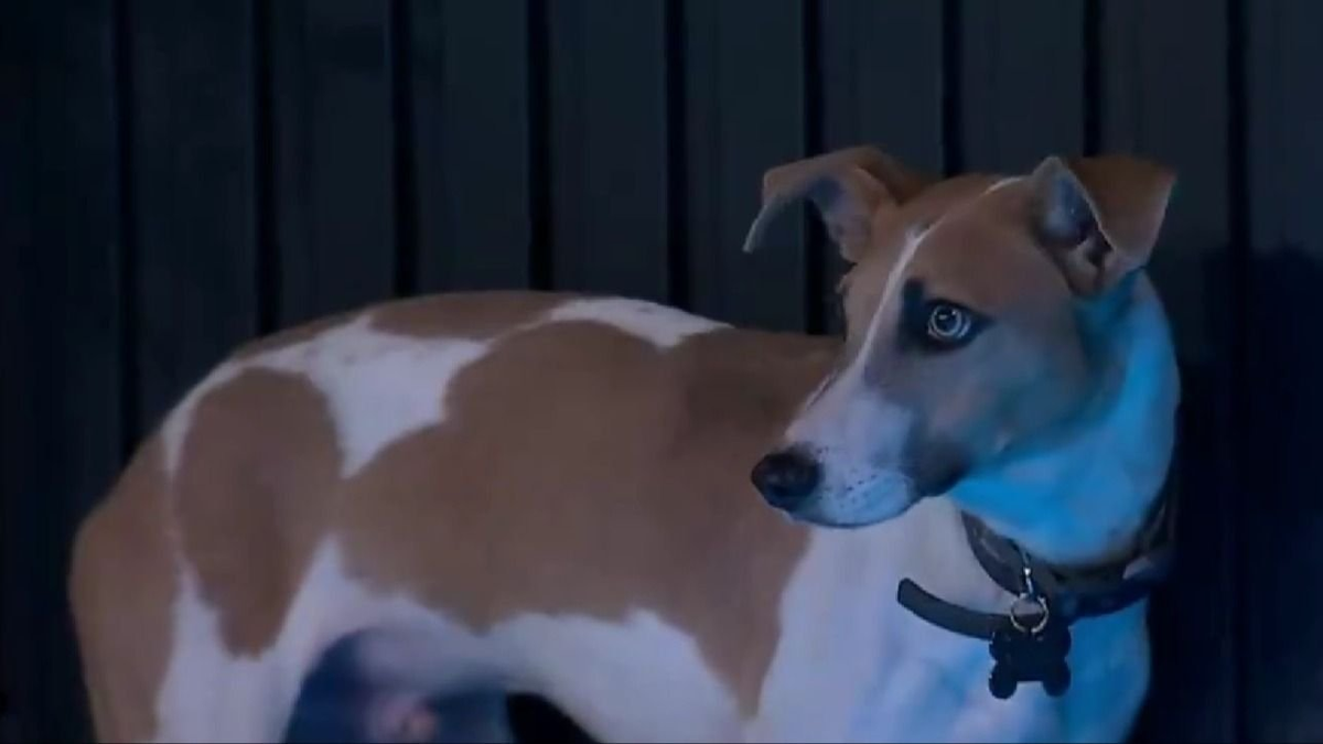 La permanencia del perro Arturo en la casa de Gran Hermano corre peligro. La permanencia del perro Arturo en la casa de Gran Hermano corre peligro.