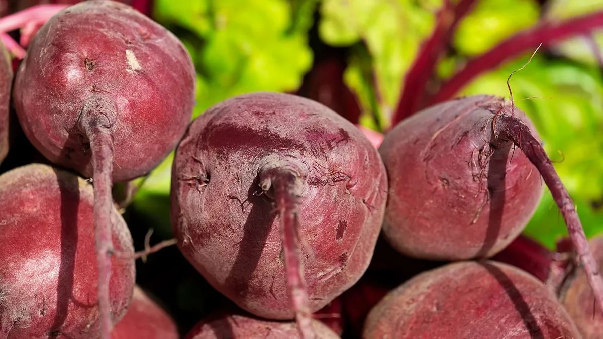 Cómo usar el agua de remolacha en plantas para mejorar la salud y el crecimiento