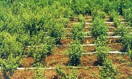 Los investigadores articularon acciones con actores del sector productivo interesados en incorporar peperina en sus procesos. Los investigadores articularon acciones con actores del sector productivo interesados en incorporar peperina en sus procesos.