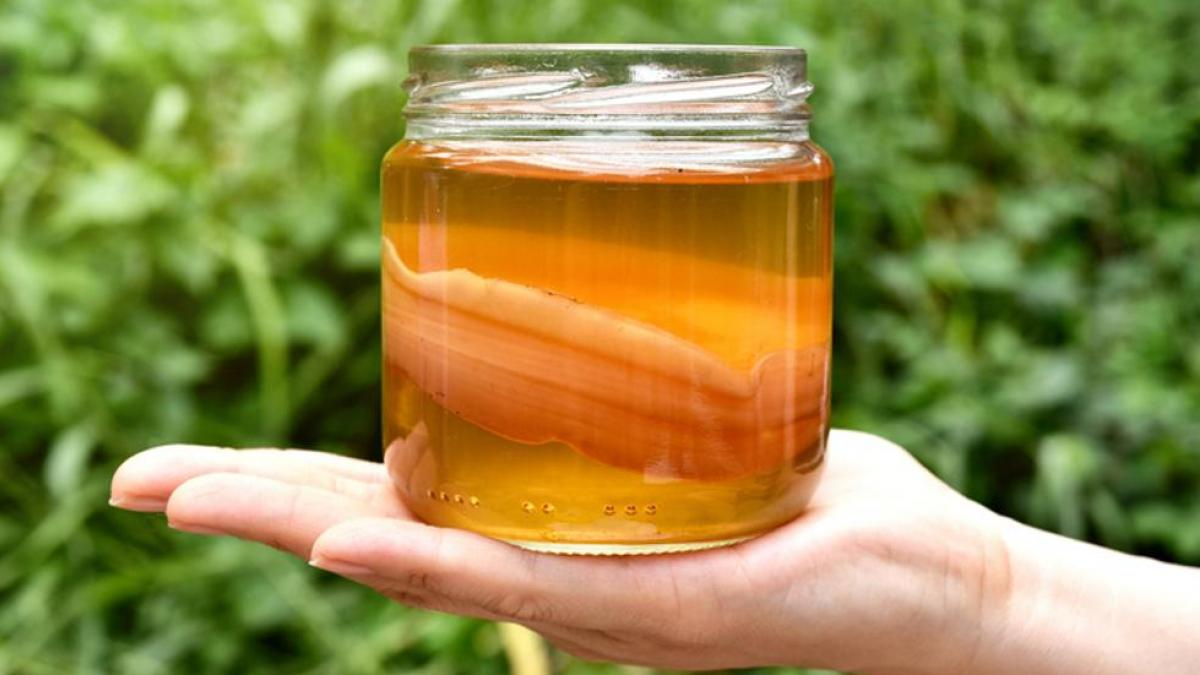 Para elaborar la Kombucha es necesario que se produzca un cultivo de levaduras y bacterias que recibe el nombre de Scoby. 