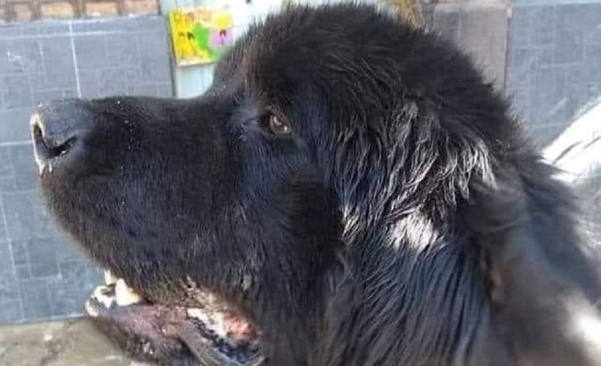 Byron, el perro que fue asesinado a patadas