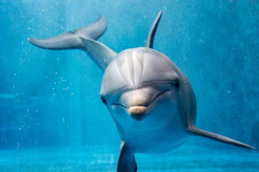 Se busca poner fin a los delfines en cautiverio