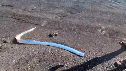 Terror por la aparición de un pez remo de las profundidades en costas de México que podría anunciar una catástrofe