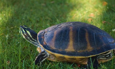rompio el confinamiento para pasear a su tortuga y la multaron
