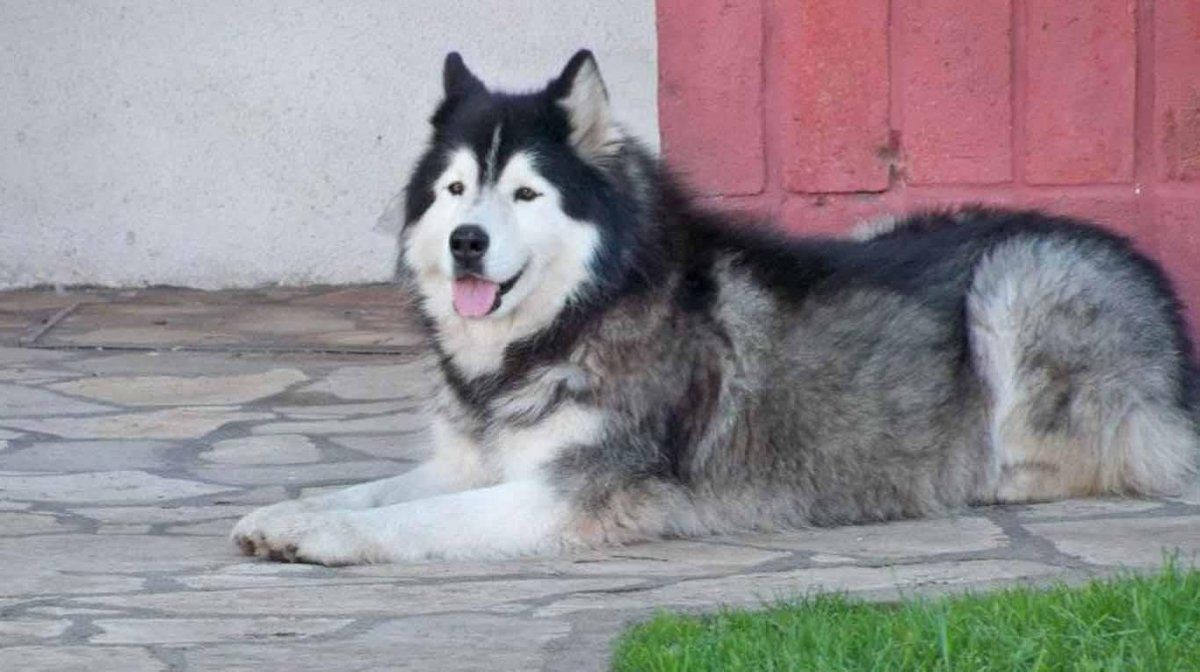 Después de 6 años encontró en Caseros a su perra robada en Mar del Plata