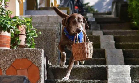 Le robaron la canasta al perro delivery. Le robaron la canasta al perro delivery.