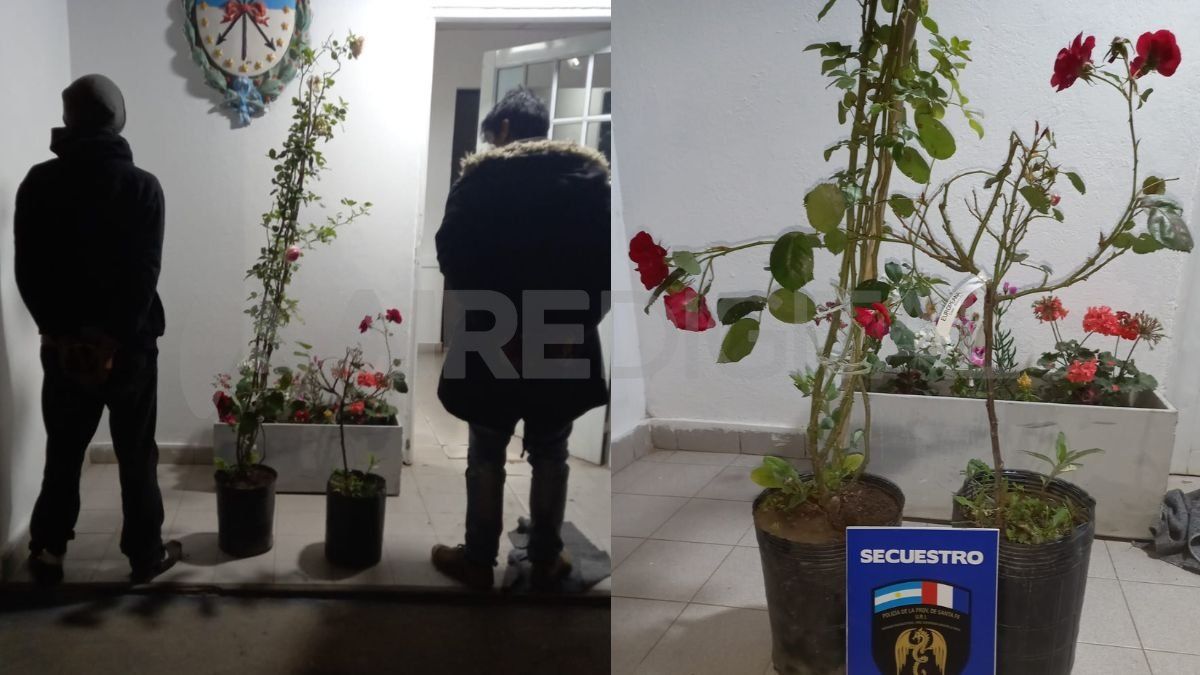 Dos detenidos por robar dos rosales