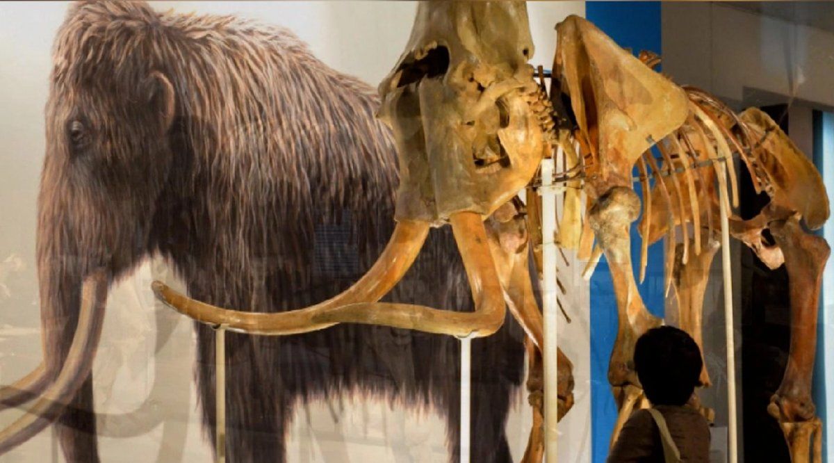 Laboratorios de Harvard habían anunciado en el 2017 que habían completado hasta 45 genes de mamut lanudo incorporados al genoma del elefante asiático.