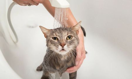 Lo que sienten los gatos al bañarlos. Lo que sienten los gatos al bañarlos.