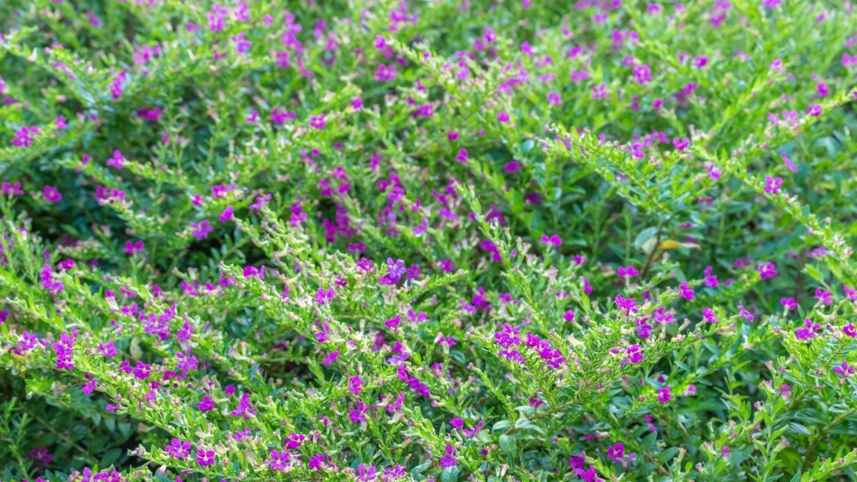 Flores resistentes al sol directo que mantienen su color durante todo el verano.