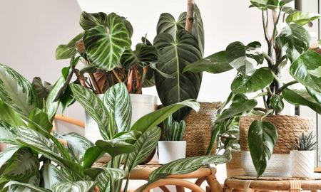 Una especie sencilla de cuidar que combina decoración y simbolismo de prosperidad. Una especie sencilla de cuidar que combina decoración y simbolismo de prosperidad.