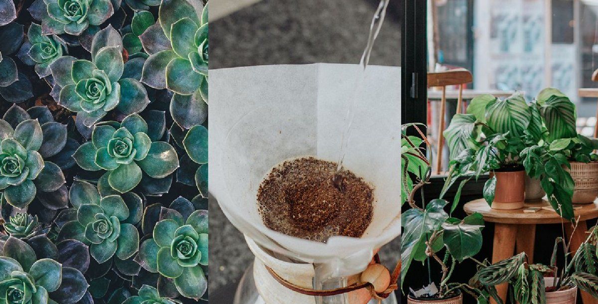 Maneras de usar el café para cuidar las plantas