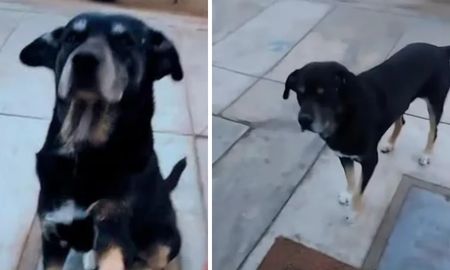 tiktok: un perro lastimado fue a una veterinaria a pedir ayuda y se hizo viral tiktok: un perro lastimado fue a una veterinaria a pedir ayuda y se hizo viral
