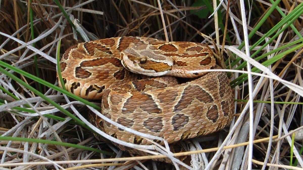Cuando la laguna o el río crecen