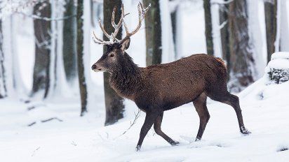 Dramático rescate de un ciervo que no puede salir de un lago helado en EE.UU