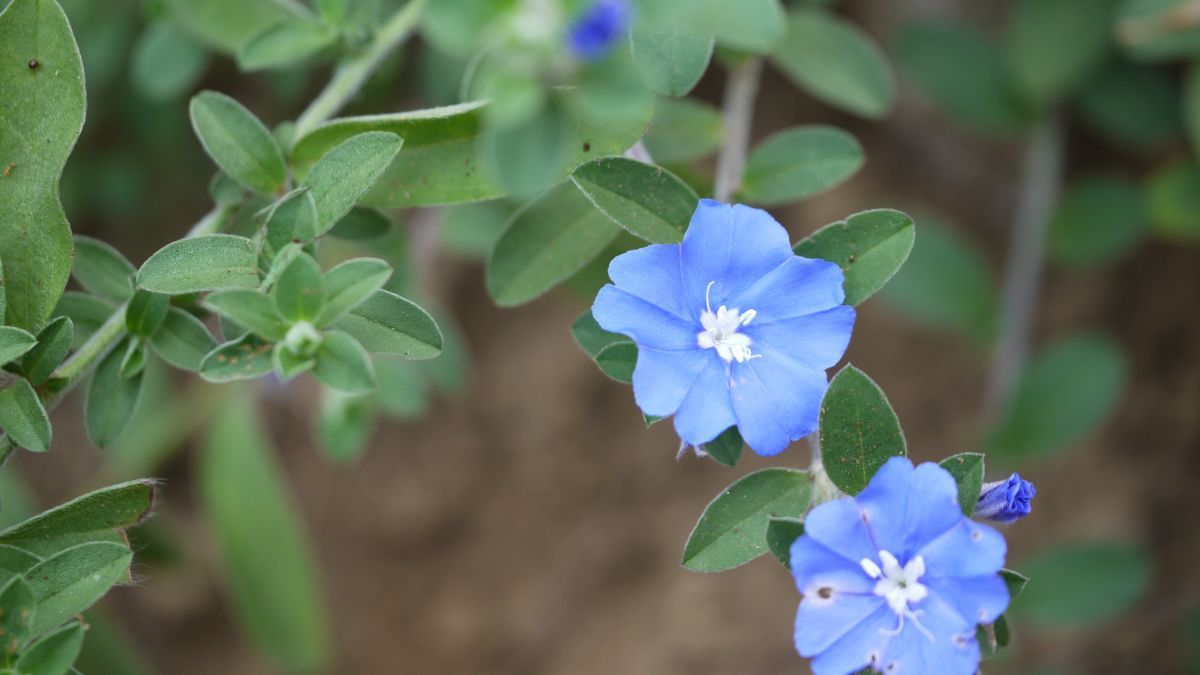 El evolvulus produce flores celestes intensas bajo pleno sol. El evolvulus produce flores celestes intensas bajo pleno sol.