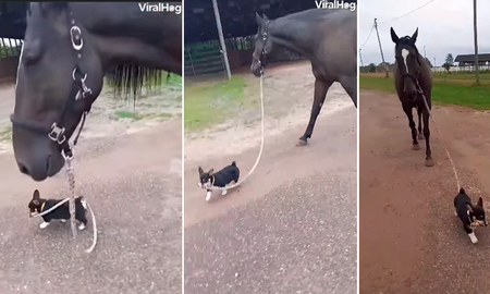 El peculiar video se volvió viral por su ternura en la red social. El peculiar video se volvió viral por su ternura en la red social.