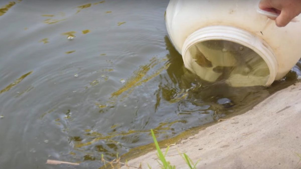 Liberaron Chanchitas del agua para controlar mosquitos en el Parque Juan de Garay.