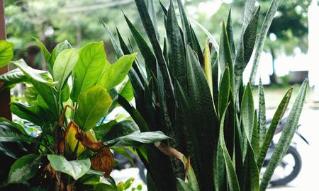 Una planta que purifica el aire y decora cualquier espacio del hogar. Una planta que purifica el aire y decora cualquier espacio del hogar.
