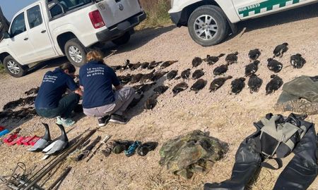 Los patos son la especie afectada por caza de animales en Santa Fe. Los patos son la especie afectada por caza de animales en Santa Fe.