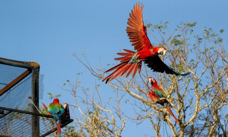 Extintos durante 150 años, los guacamayos rojos comienzan a poblar los Esteros del Iberá. Extintos durante 150 años, los guacamayos rojos comienzan a poblar los Esteros del Iberá.
