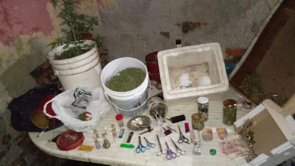 Tijeras, cogollos y semillas. Los elementos que mayormente en un procedimiento que tuvo lugar en Frontera.