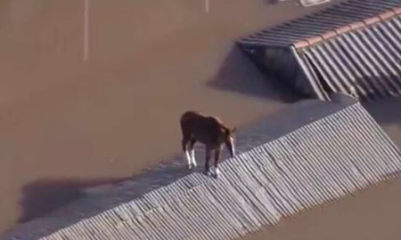 Un caballo llamado Caramelo fue rescatado luego de quedar atrapado en el techo de una casa por tres días.