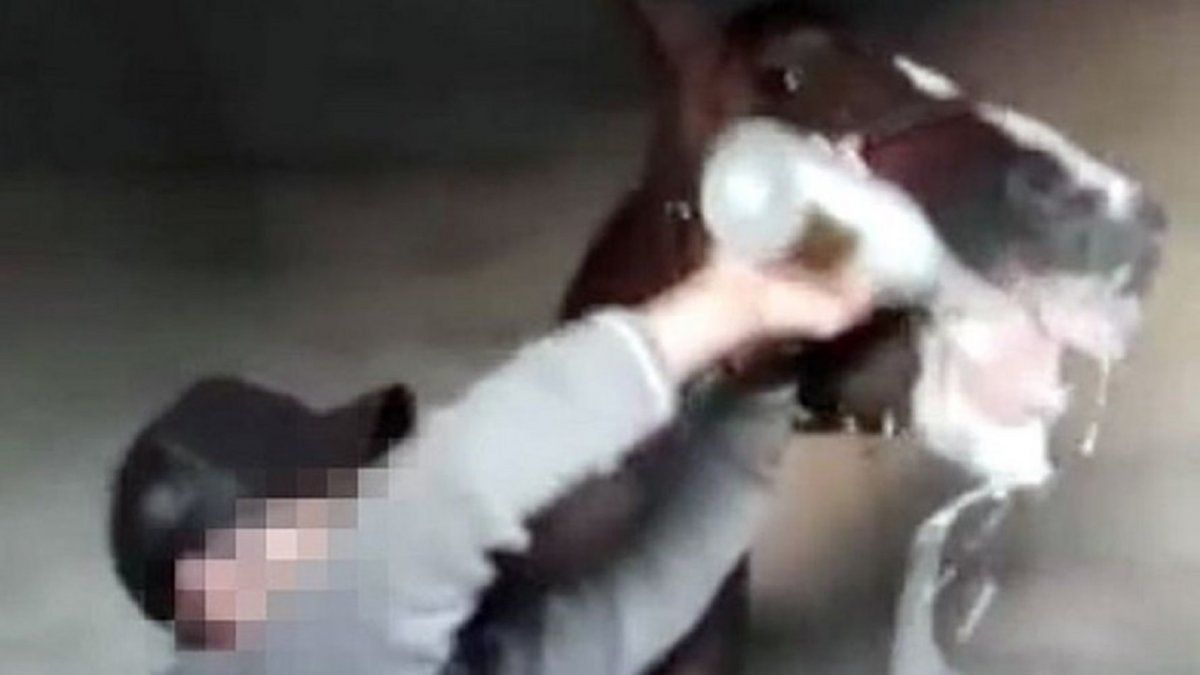 Maltrato animal: obligó a su caballo a tomar champagne y lo filmó