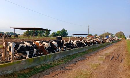 Inicialmente las instalaciones podrán recibir y engordar hasta 1.000 animales, pero aspiran a ampliarlo e incluso exportar.