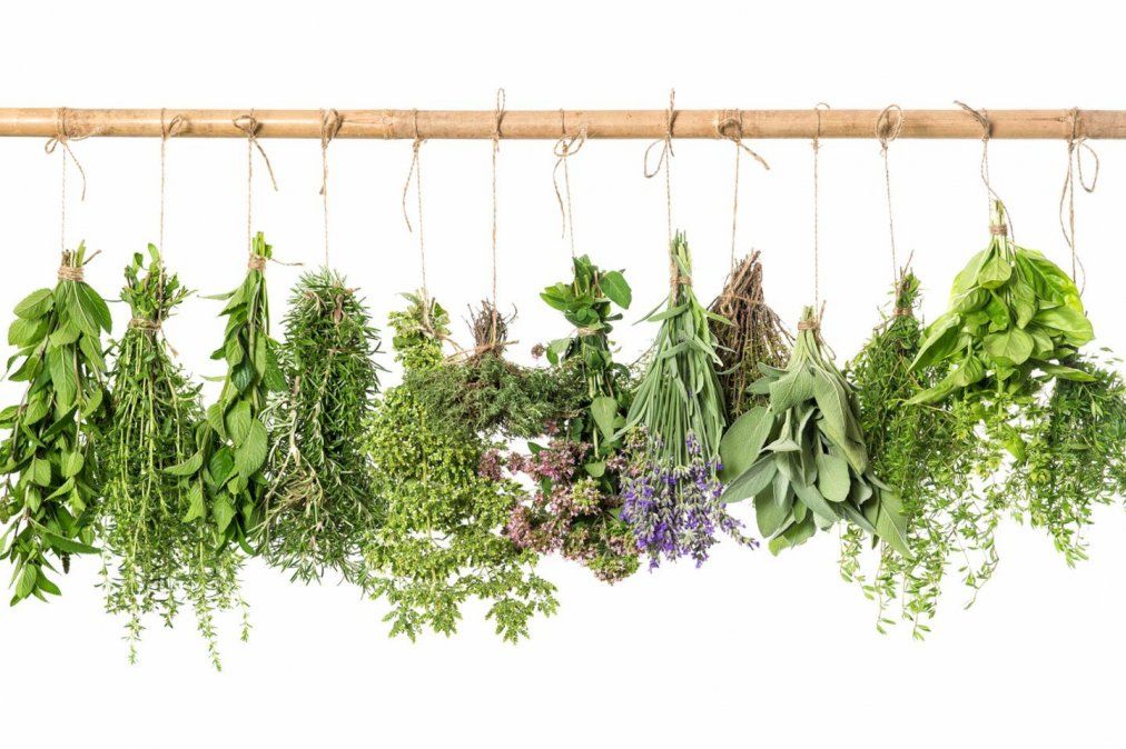 10 hierbas medicinales que no pueden faltar en tu botiquín natural