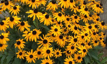 El secreto para tener un jardín lleno de color en primavera sin complicaciones. El secreto para tener un jardín lleno de color en primavera sin complicaciones.