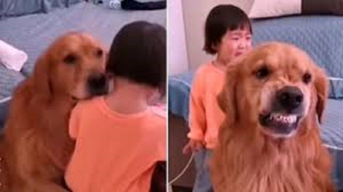Viral: perro defiende a su pequeña dueña que es regañada por sus padres.