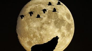 El significado espiritual y astrológico de la Luna del Lobo: todo lo que necesitas saber